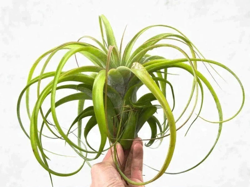 Urban Plants Air Plants Air plants/ sky plants - Tillandsia Brachycalos Brazil