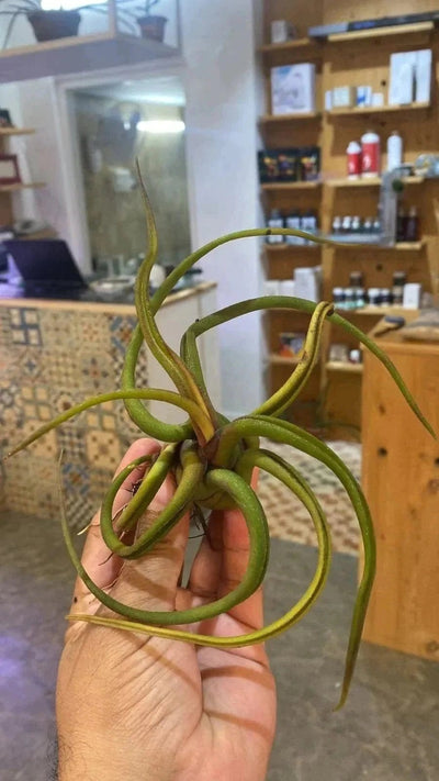 Urban Plants Air plants/ Sky plants - Blushed branch