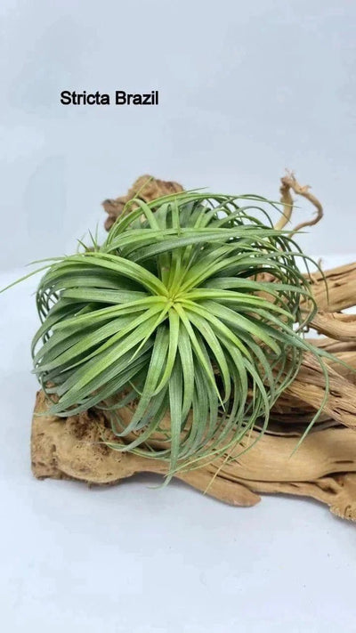 Urban Plants Air plants/ Sky plants - Stricta Brazil