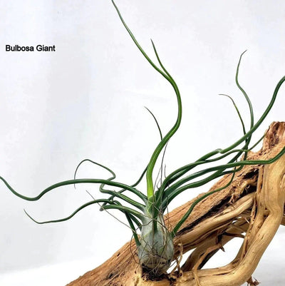 Urban Plants Air plants/ sky plants - Tillandsia Bulbosa Giant