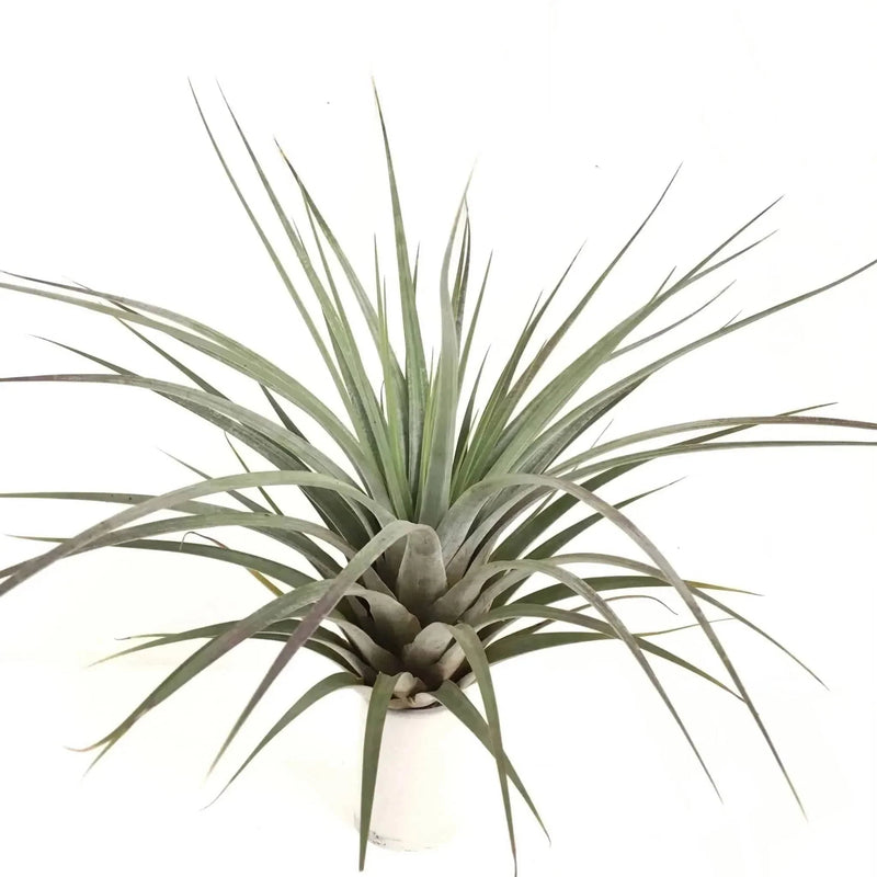 Urban Plants Air plants/sky plants - Tillandsia Fasiculata