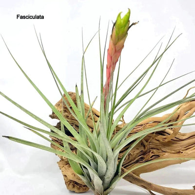 Urban Plants Air plants/sky plants - Tillandsia Fasiculata