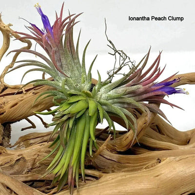 Urban Plants Air plants/ Sky plants - Tillandsia ionantha peach clump