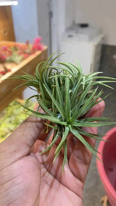 Urban Plants Air plants - Thillandsia sucrei