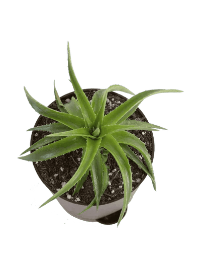 Urban Plants Aloe Vera Green Mini Plant Aloe Vera Green Mini Plant
