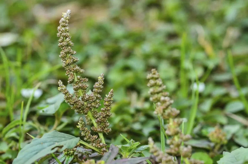 Urban Plants Amaranthus green seed Amaranthus green seed-Urban Plants