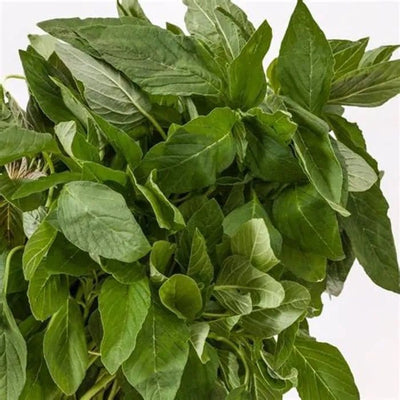 Urban Plants Amaranthus green seed Amaranthus green seed-Urban Plants