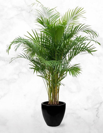 Urban Plants Areca Palm Plant Buy Areca Palm Plant