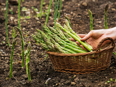 Urban Plants Asparagus seed Asparagus seed-Urban Plant