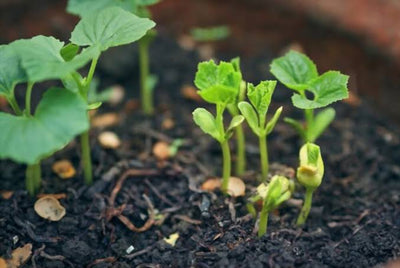 Urban Plants Bitter Gourd Seeds (Karela)