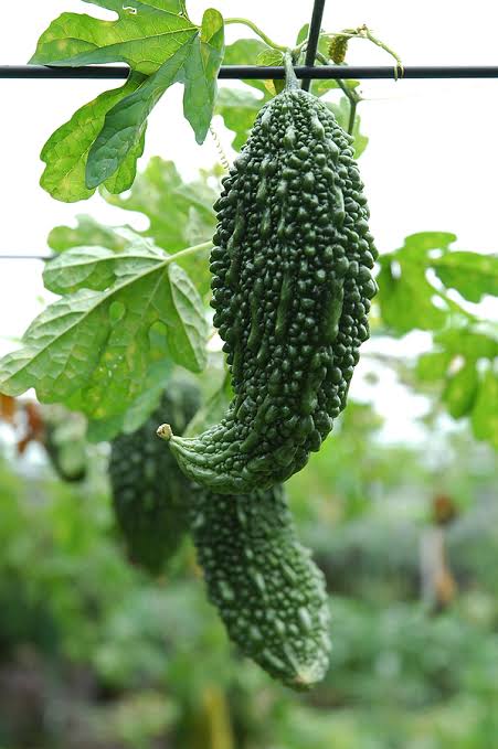 Urban Plants Bitter Gourd Seeds (Karela)
