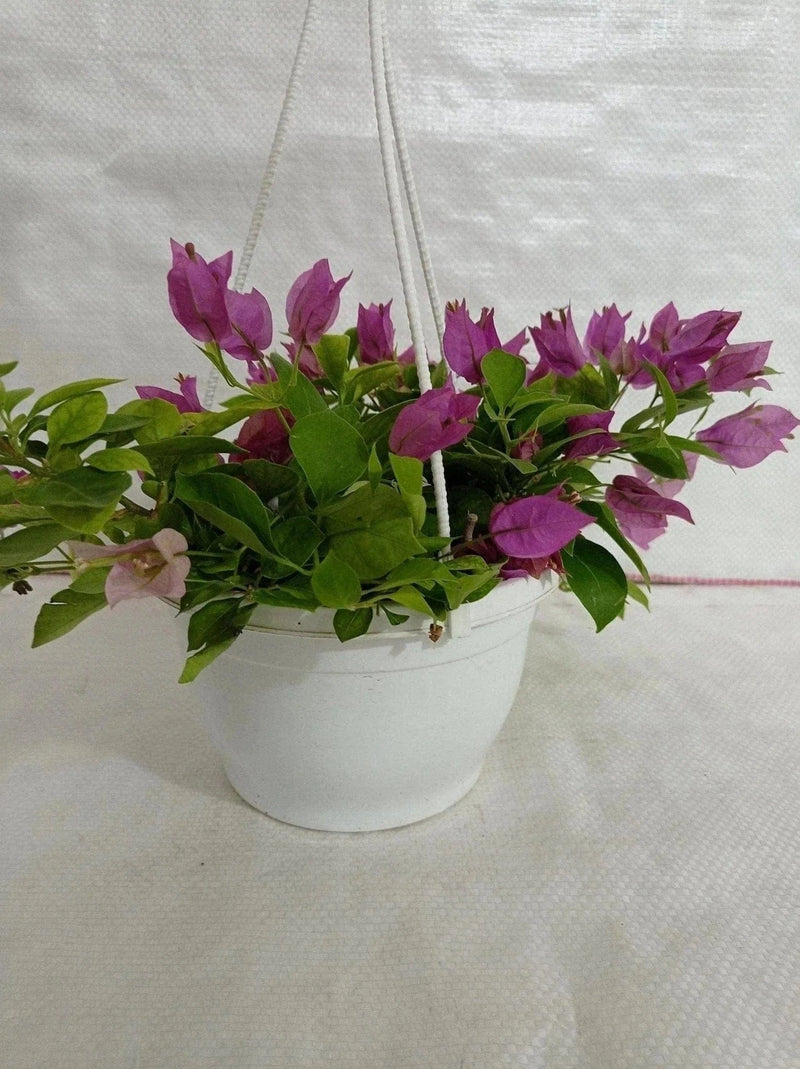 Urban Plants Bougainvillea Green Hanging Flower Plant