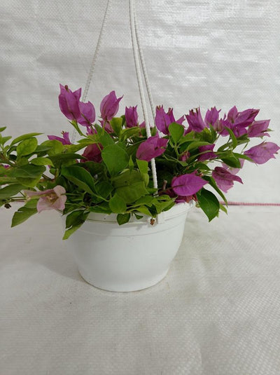 Urban Plants Bougainvillea Green Hanging Flower Plant