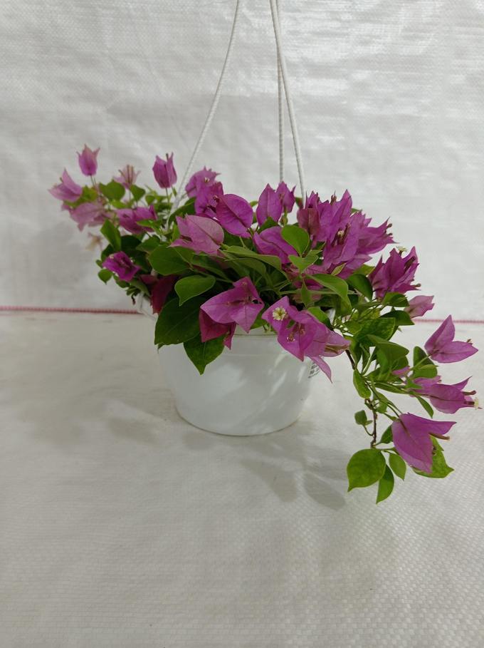 Urban Plants Bougainvillea Green Hanging Flower Plant
