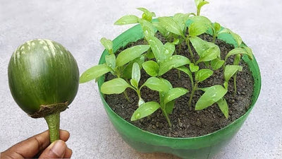 Urban Plants Brinjal seeds