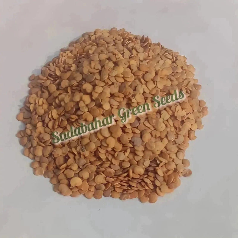 Urban Plants Brinjal seeds