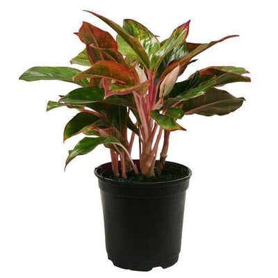 Urban Plants Buy Aglaonema red lipstick Buy Aglaonema red lipstick Online