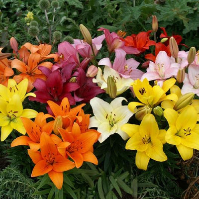 Urban Plants Buy Asiatic lily Mix Flower Bulbs