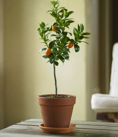 Urban Plants Buy China Lemon Plant Buy China Lemon Plant Online