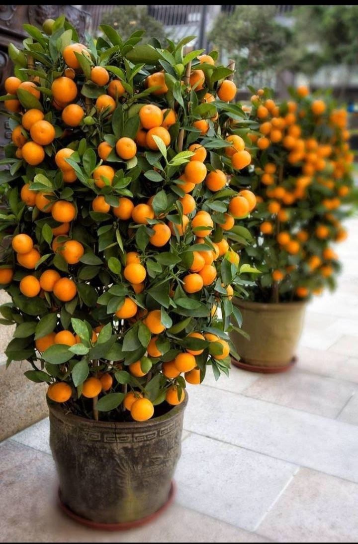 Urban Plants Buy China Lemon Plant Buy China Lemon Plant Online