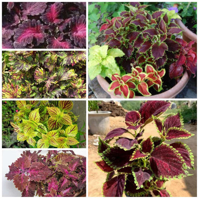 Urban Plants™ Buy coleus combo pack of 6 plants