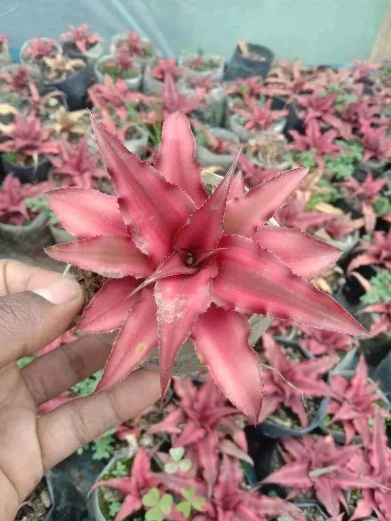 Urban Plants™ Buy combo of 5 rare succulent
