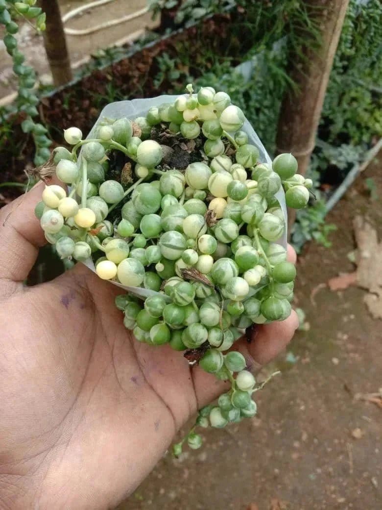 Urban Plants™ Buy combo of 5 rare succulent