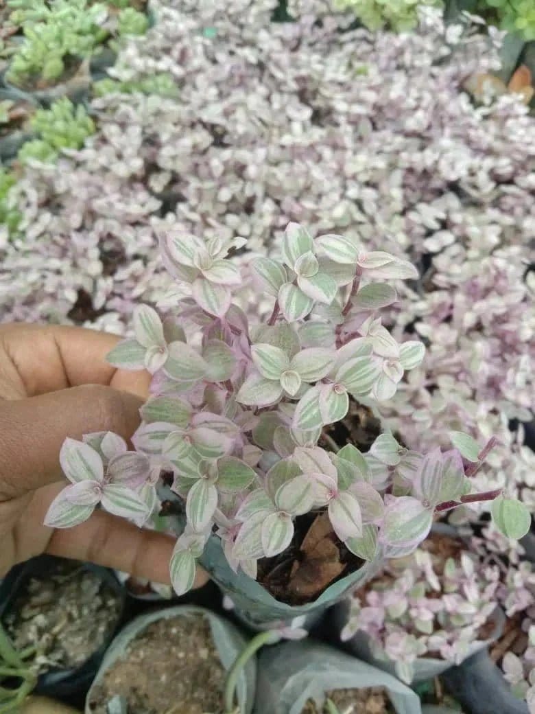 Urban Plants™ Buy combo of 5 rare succulent