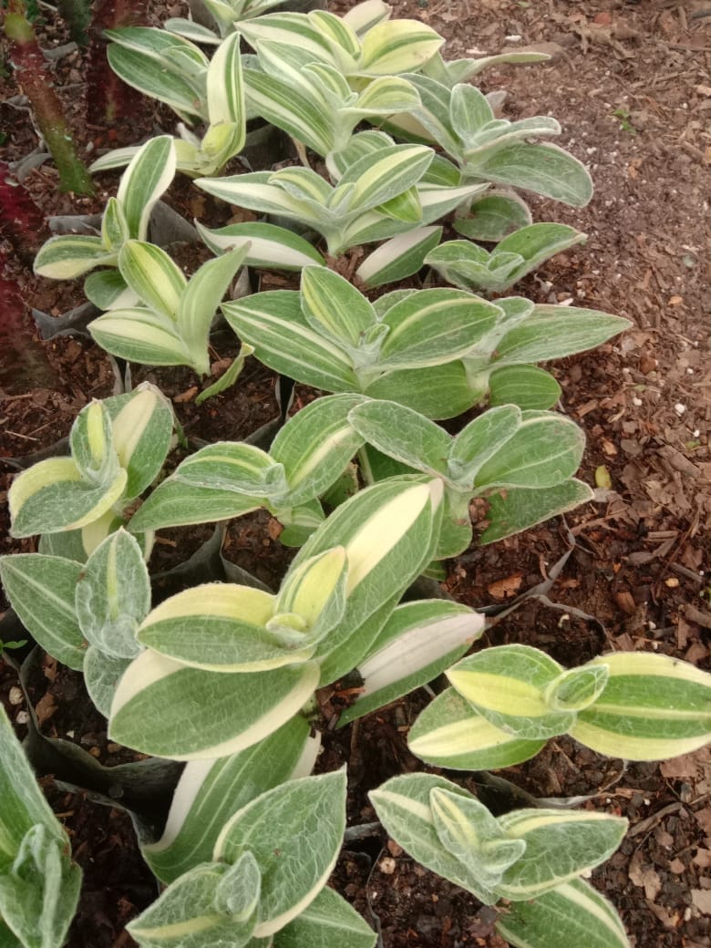 Urban Plants Buy combo of 6 succulents