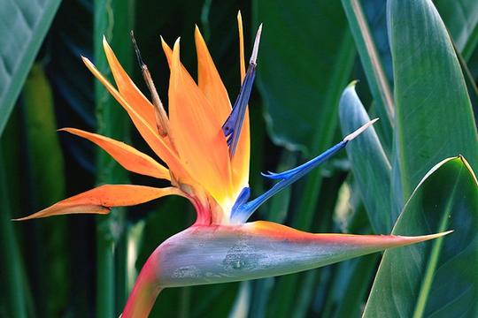 Urban Plants Buy Combo of bird of Paradise flower plant
