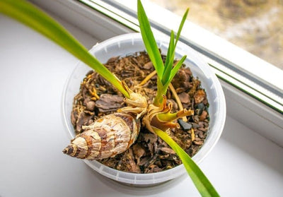 Urban Plants Buy cymbidium Orchid Bulb