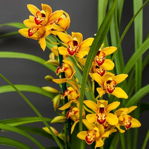 Urban Plants Buy cymbidium Orchid Bulb