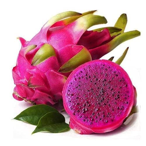 Urban Plants Buy Dragon Fruit Plant in 3 colors Buy Dragon Fruit Plant Online 