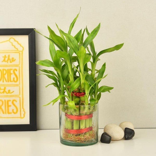 Urban Plants™ Buy Happy Two Layer Lucky Bamboo for Gift