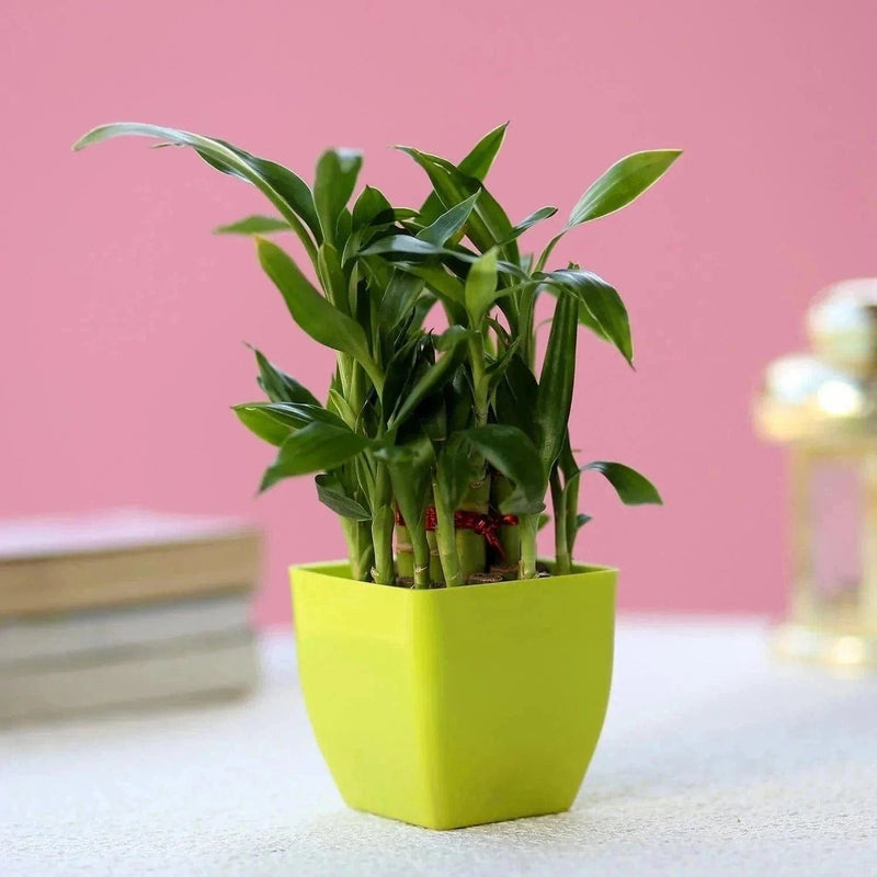 Urban Plants™ Buy Happy Two Layer Lucky Bamboo for Gift