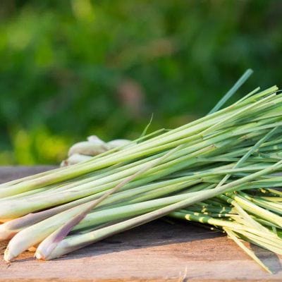 Urban Plants Buy Lemon grass seed Buy Lemon grass seed-Urban Plants