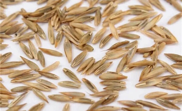 Urban Plants Buy Lemon grass seed Buy Lemon grass seed-Urban Plants