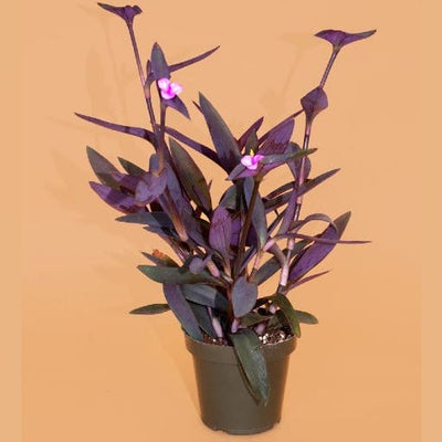 Urban Plants™ Buy Purple Heart Plant with Pot for Gift
