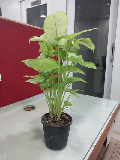 Urban plants Buy set of 5 Syngonium Red Vein plant with pot