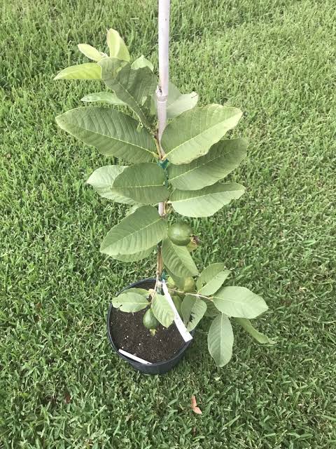 Urban Plants Buy Thailand white guava