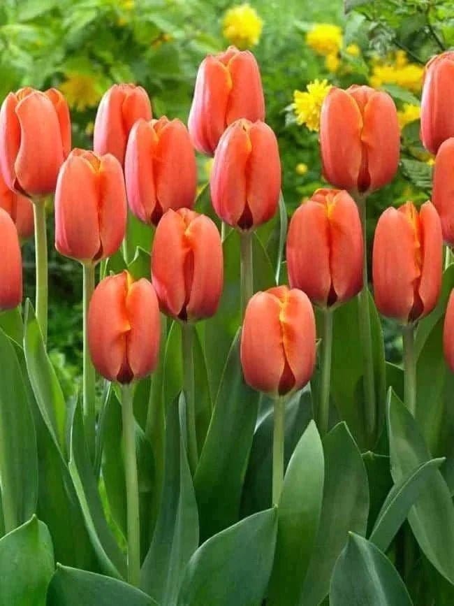 Urban Plants Buy Tulip Mix Flower Bulbs