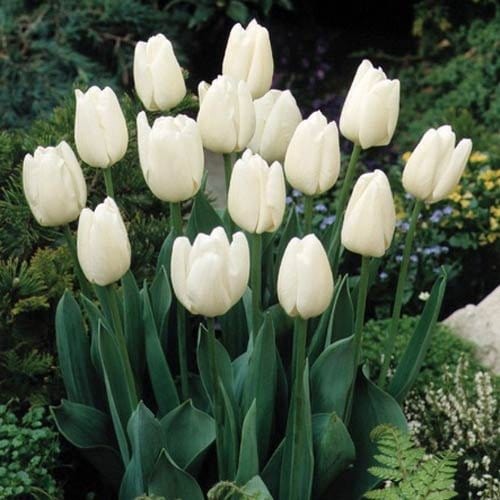 Urban Plants Buy Tulip Mix Flower Bulbs