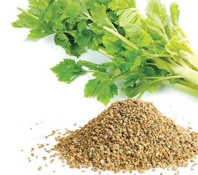 Urban Plants Celery seeds