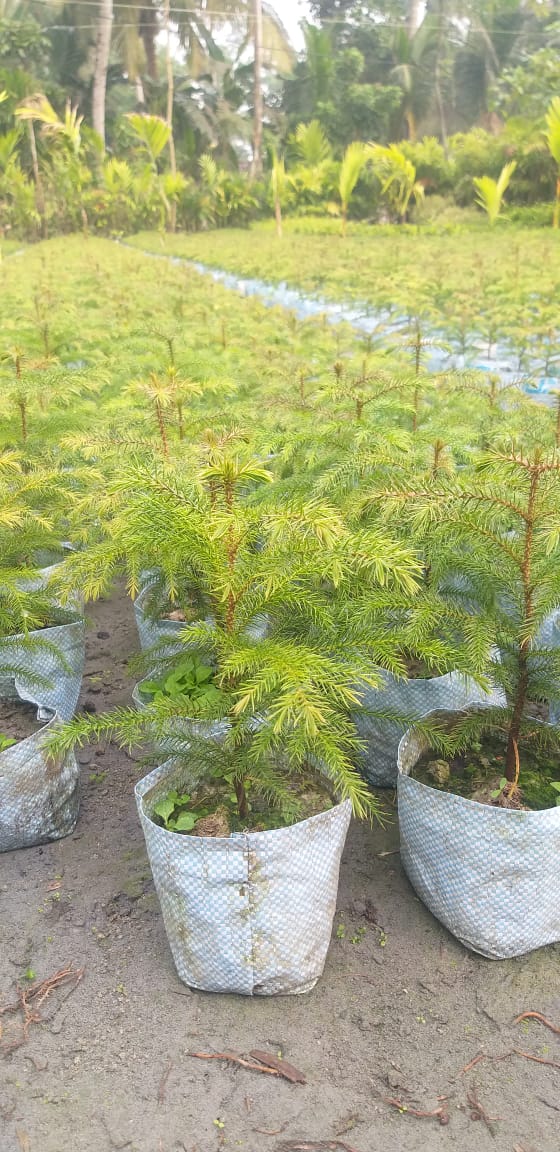 Urban Plants™ Christmas/ Aurocaria Tree in Medium Size with Plastic Pot