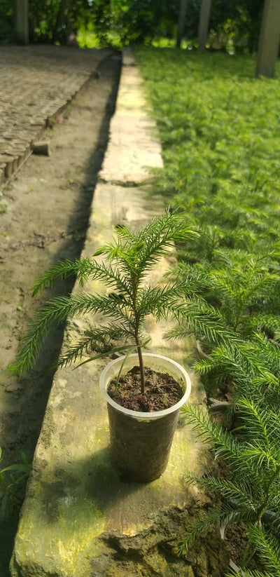 Urban Plants™ Christmas/ Aurocaria Tree Small Size with Plastic Pot