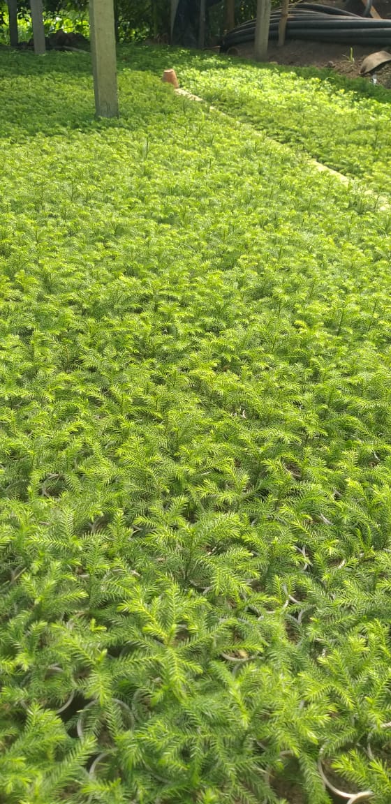 Urban Plants™ Christmas/ Aurocaria Tree Small Size with Plastic Pot