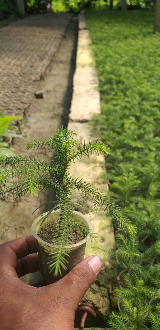 Urban Plants™ Christmas/ Aurocaria Tree Small Size with Plastic Pot