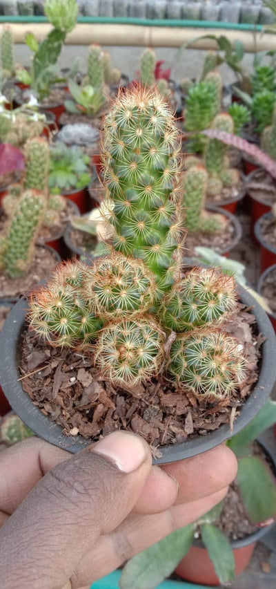 Urban Plants Combo of Cactus and Succulents Buy Combo of Cactus and Succulents Set