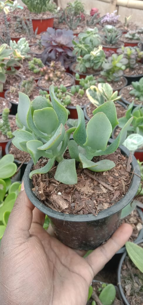 Urban Plants Combo of Cactus and Succulents Buy Combo of Cactus and Succulents Set