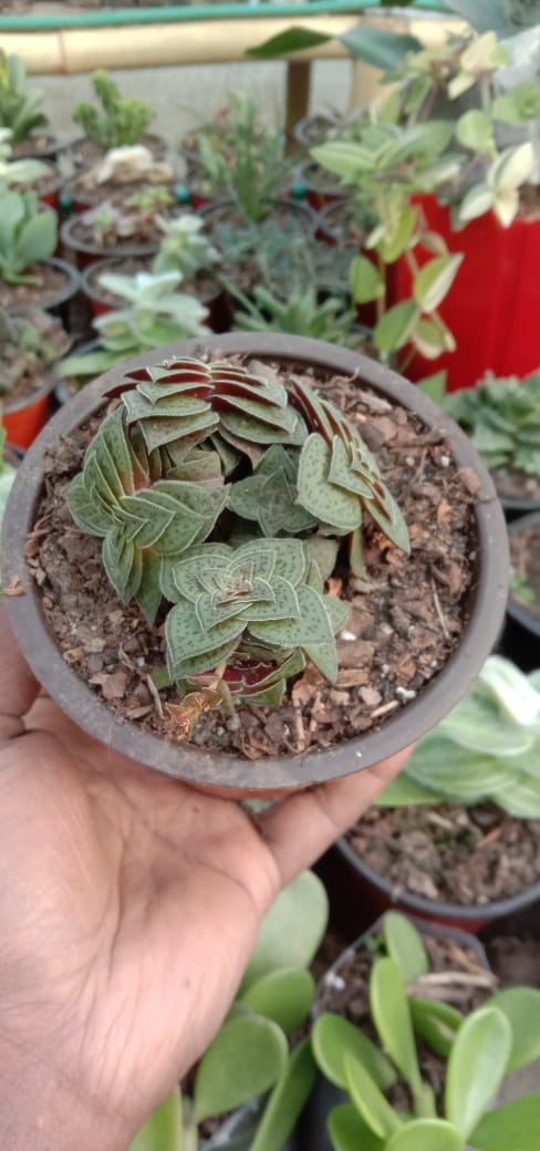 Urban Plants Combo of Cactus and Succulents Buy Combo of Cactus and Succulents Set